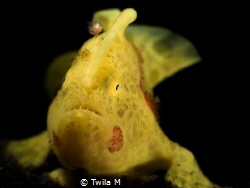Frogfish, 
2016,  Critters,  divesite:Jahir1, Diving, In... by Twila M 